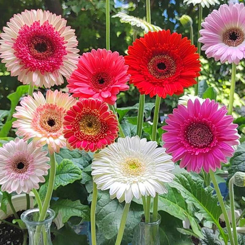 Plantefrø |   Afrikansk Tusindfryd Frø, Gerbera Blomsterfrø, Balkon Potteplanter, Årstidsbestemte Landskabsplanter, Blomsterfrø. Plantefrø Plantefrø