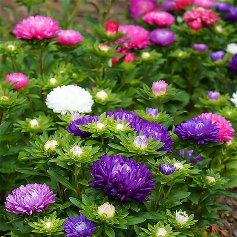 Plantefrø |   Aster Frø Til Sæsonbestemt Såning, Blomstrende I Haven Eller På Altanen, Nemme At Dyrke, Indendørs Og Udendørs Potteplanter, Lette Blomsterfrø. Plantefrø Plantefrø