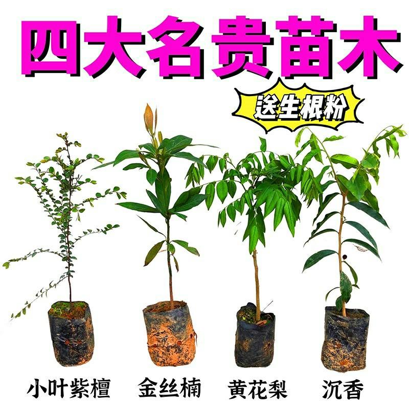 Plantekimplanter |   Fire Store Dyrebare Frøplanter: Huanghuali, Sichuan Guldtræ, Sjældne Planter, Agarwood, Småbladet Zitan Til Haven. Plantekimplanter Plantekimplanter