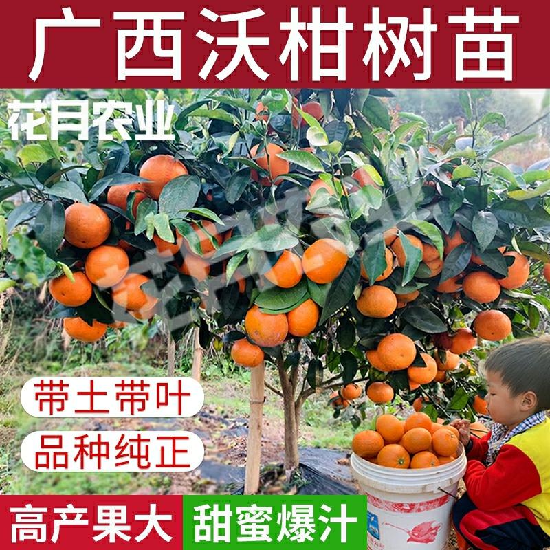 Plantekimplanter |   Guangxi Wogan Citrus Træplanter, Wuming Podede Frøfrie 091, Nord-Syd Dyrkning Af Ægte Appelsiner, Mandariner Og Citrusfrugter. Plantekimplanter Plantekimplanter